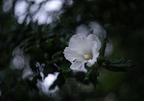 Гибискус после летнего дождя.