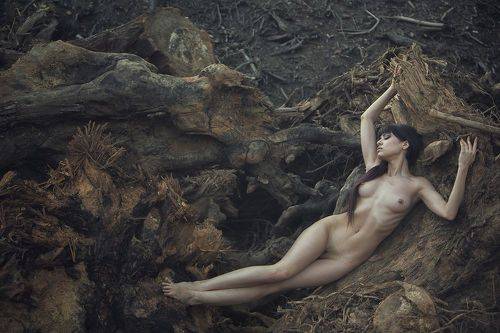 Resting in the Wood
