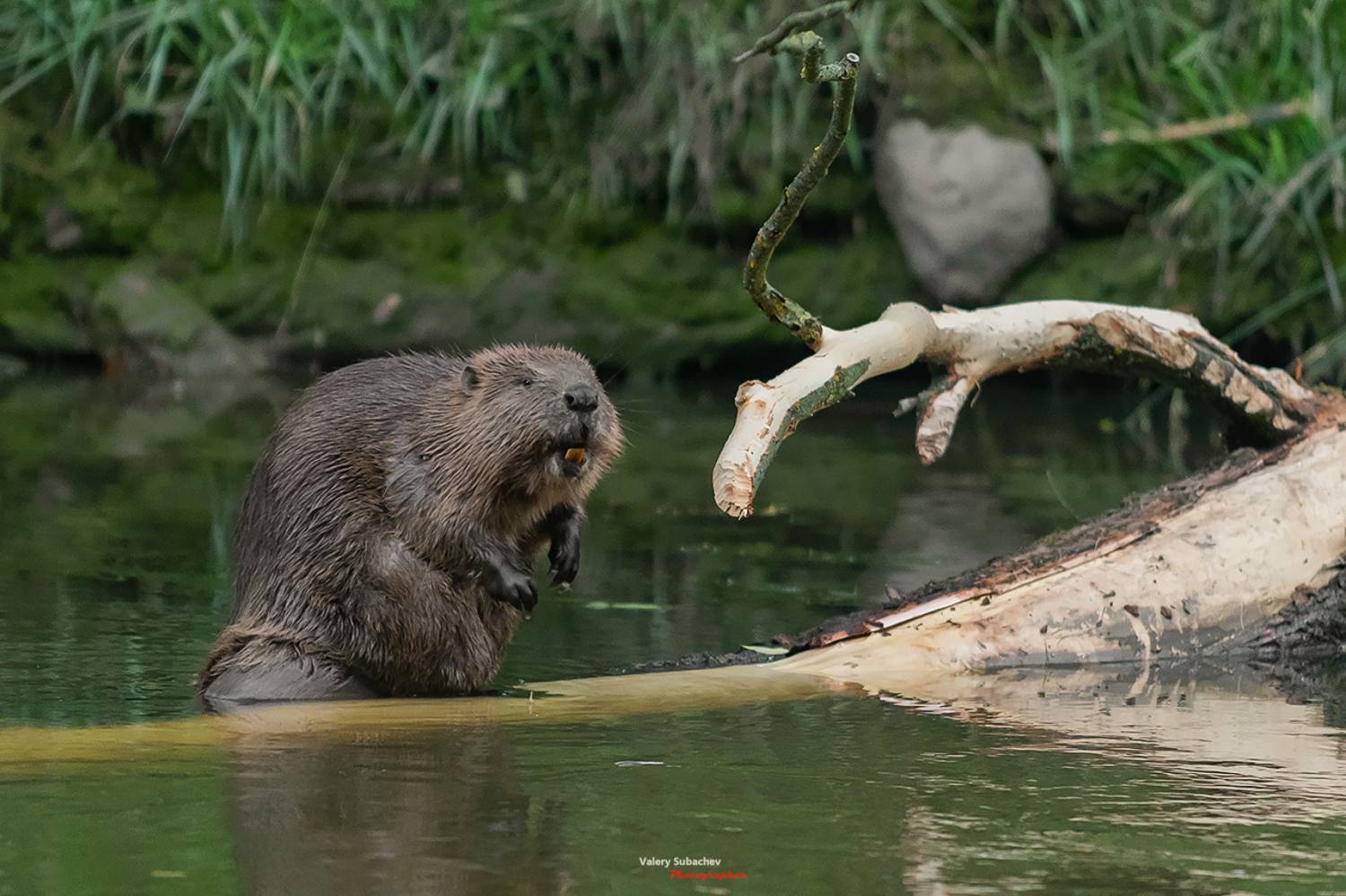 , Валерий Субачев