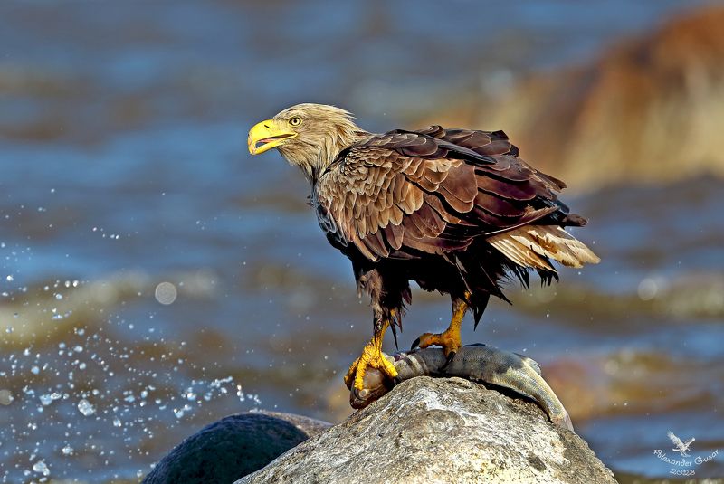 орлан, белохвост. На завтрак судак. фото превью