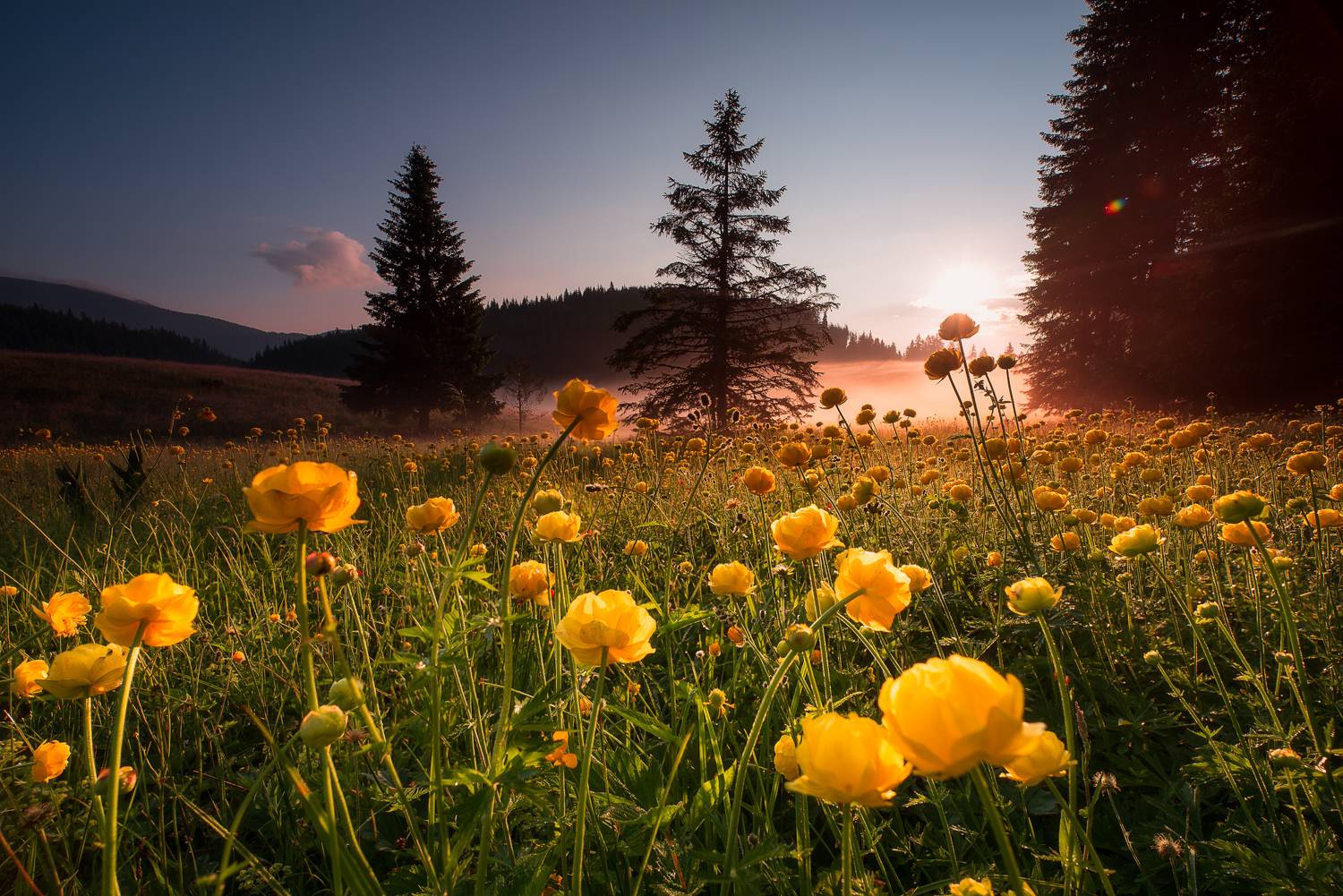 , Mariyana Atanasova - Lucero