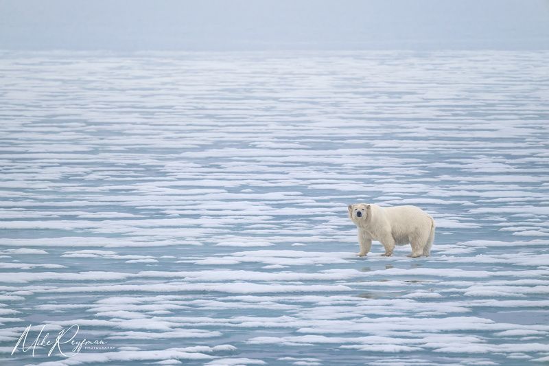 horizontal,  no people,  photography,  outdoors,  polar bear,  ice,  animal,  wildlife,  animals in the wild,  snow,  animal,  nature,  bear,  sea,  mammal Meeting in the fog фото превью