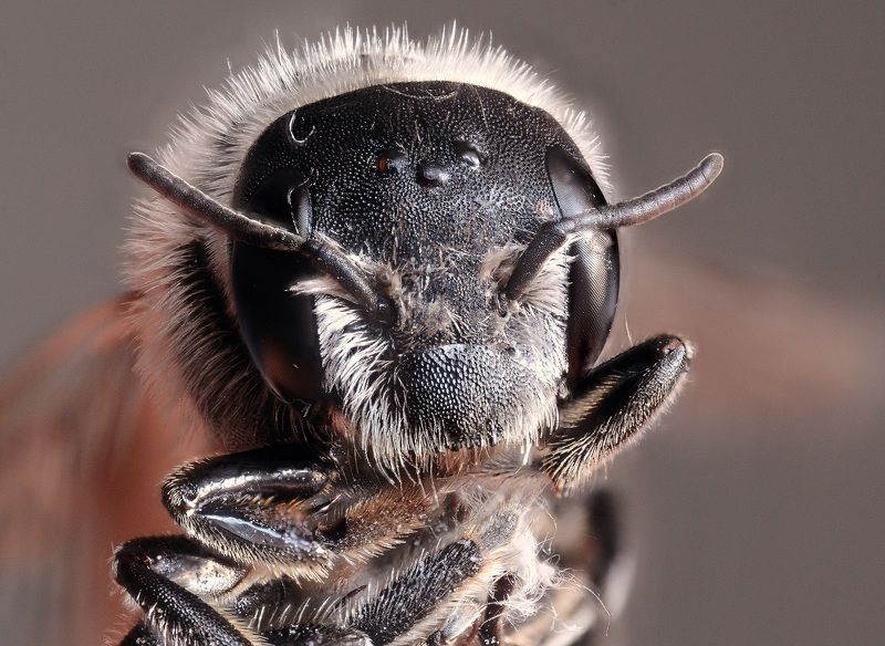 ++++ фото превью