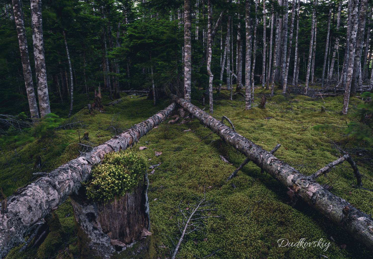 Лес пейзаж природа, Igor Dydkovskiy
