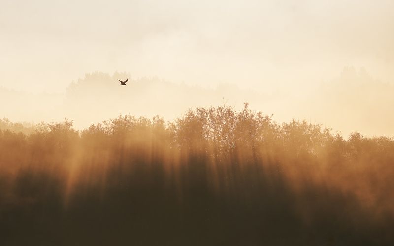 В тумане… фото превью