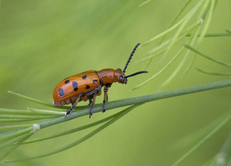 жёсткокрылые, жуки, трещалка двенадцатиточечная, спаржа, лето На листьях спаржи фото превью