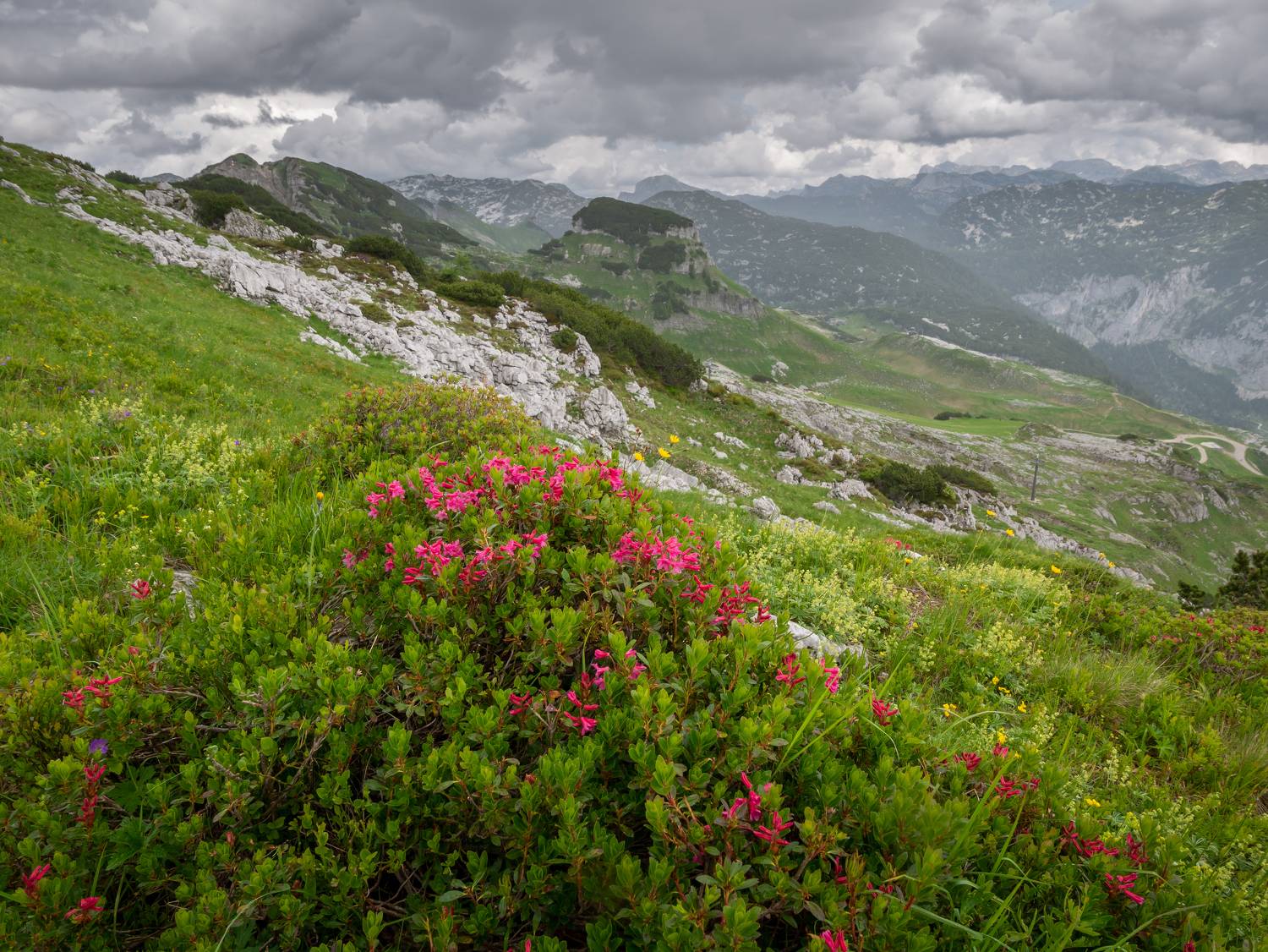 totes gebirge,alps,austria,mountains,flowers,range,sky,dramatic,clouds, Slavom&iacute;r Gajdo&scaron;