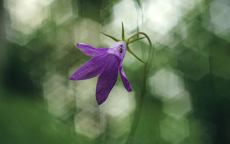 ... фото превью