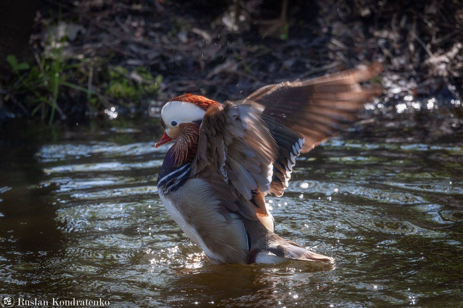 утка, мандаринка, утка мандаринка, Кондратенко Руслан