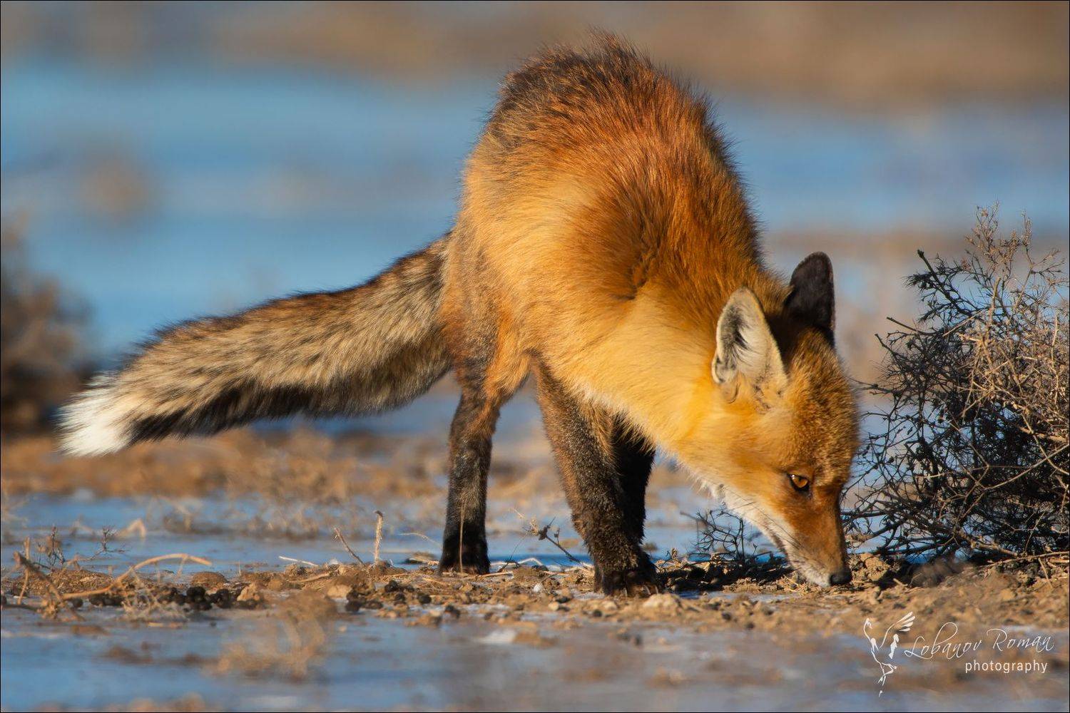 , Роман Лобанов