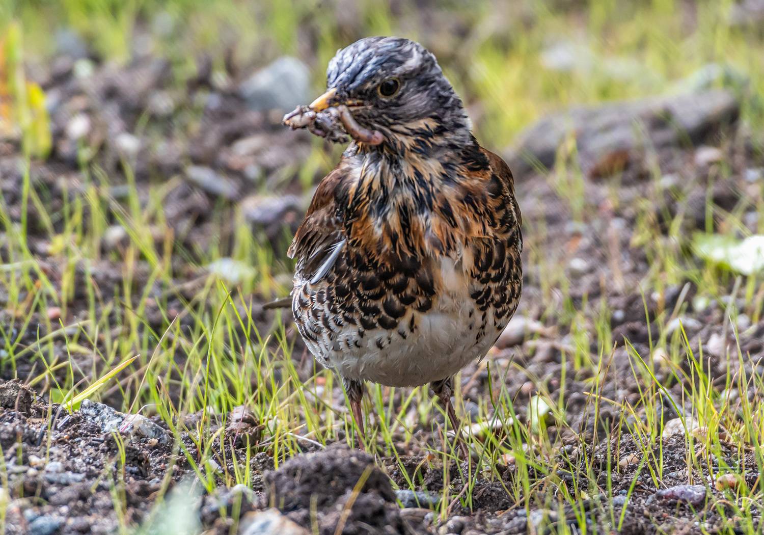 мурманск, птицы, дрозд, рябинник, Савчук Сергей