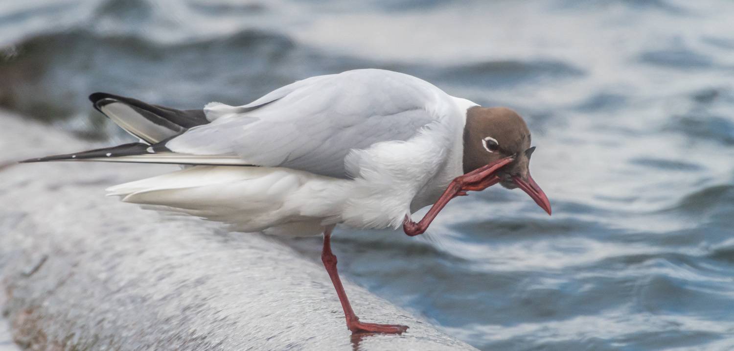 мурманск, птицы, озерная чайка, Савчук Сергей