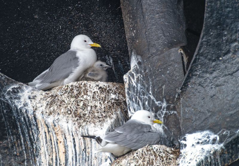 мурманск, птицы, чайки, моевка Моевки на якорях ледокола «Ленин» фото превью