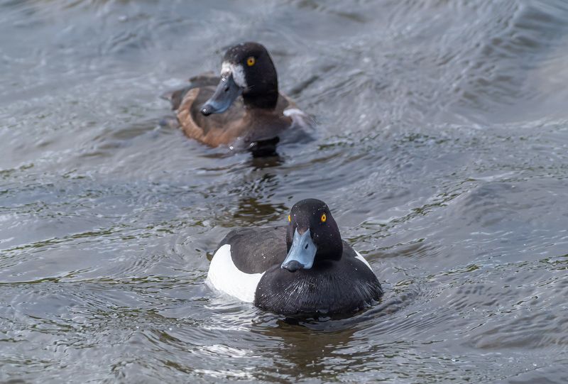 мурманск, птицы, хохлатая чернеть Хохлатая чернеть фото превью