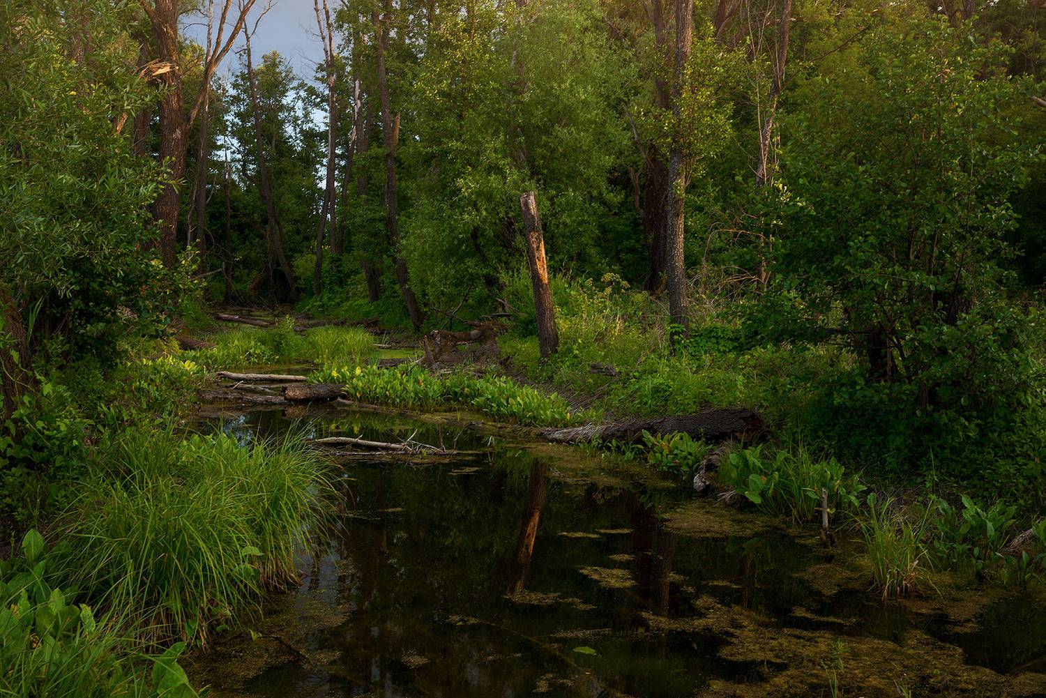 лето лес болото, Владислав Никишин