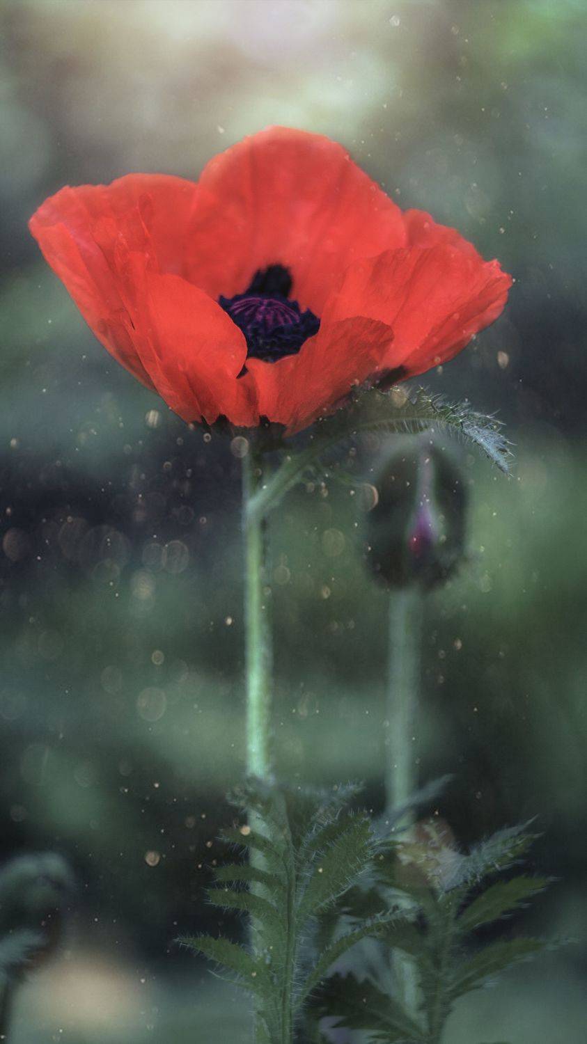 , Мария Обидина