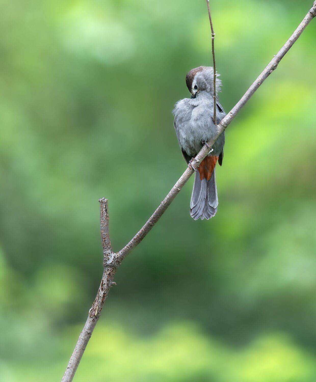 catbird, gray catbird, bird, songbird, mockingbird, songbirds, mockingbirds, nature, animals, wild,, Atul Saluja