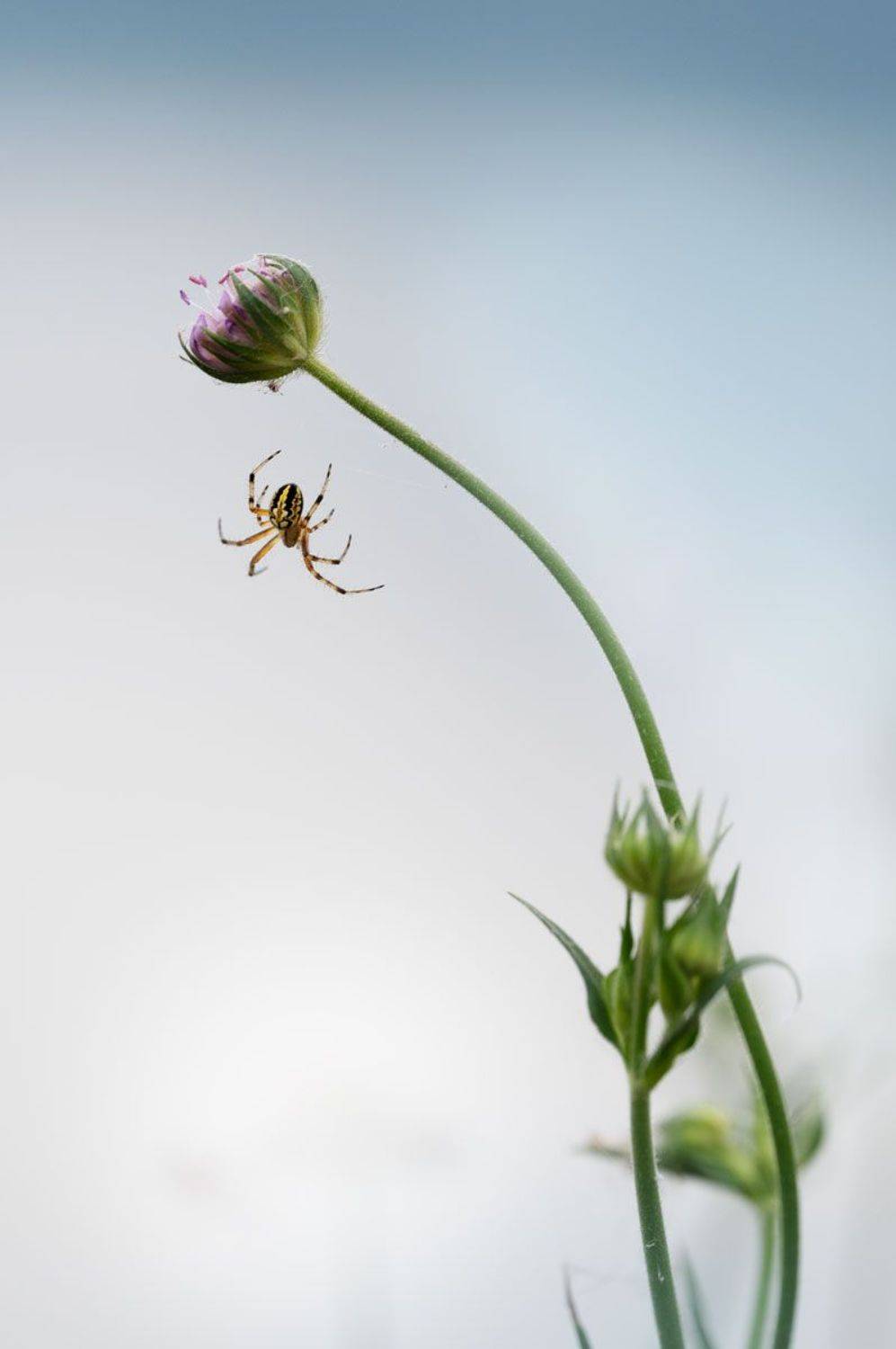 , Полина Васеева