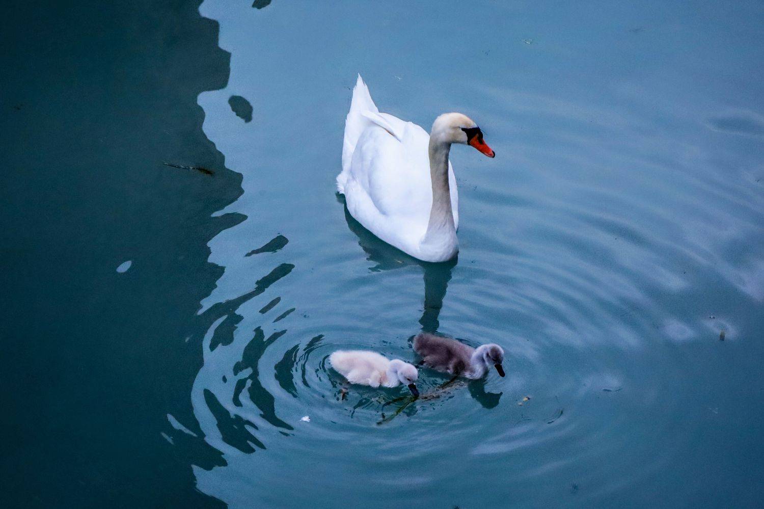 , Вадим Городницкий