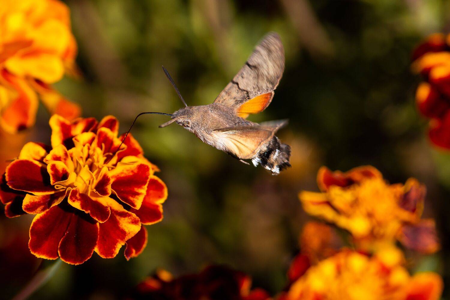 buttefly, volgograd, russia, wildlife, Macroglossum stellatarum,, Сторчилов Павел