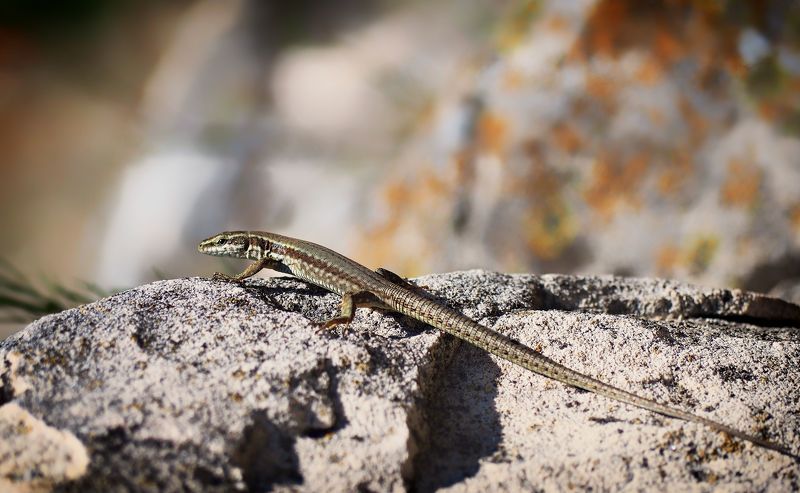 Wall lizard фото превью