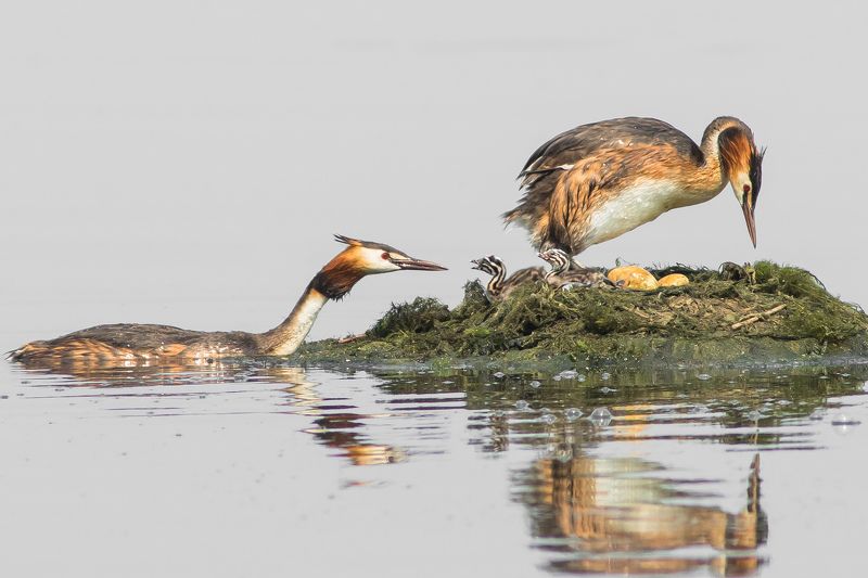 чомги Семья чомг фото превью