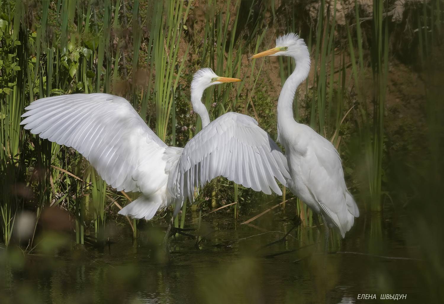 bird of prey, animal, birds, bird, animal wildlife, nature, animals in the wild, птицы, птица, great egret, большая белая цапля, Елена Швыдун