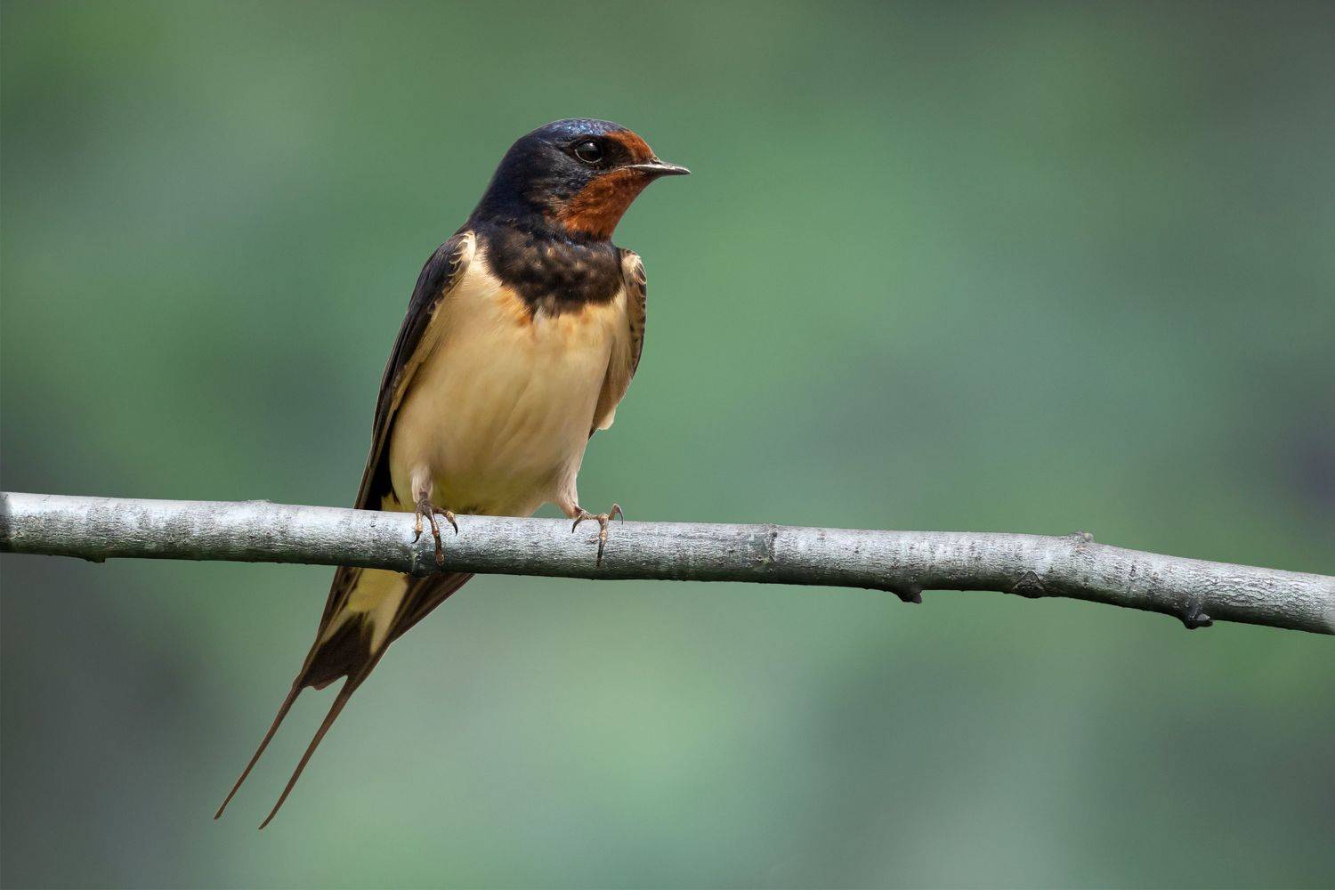 , Щепанов Дмитрий