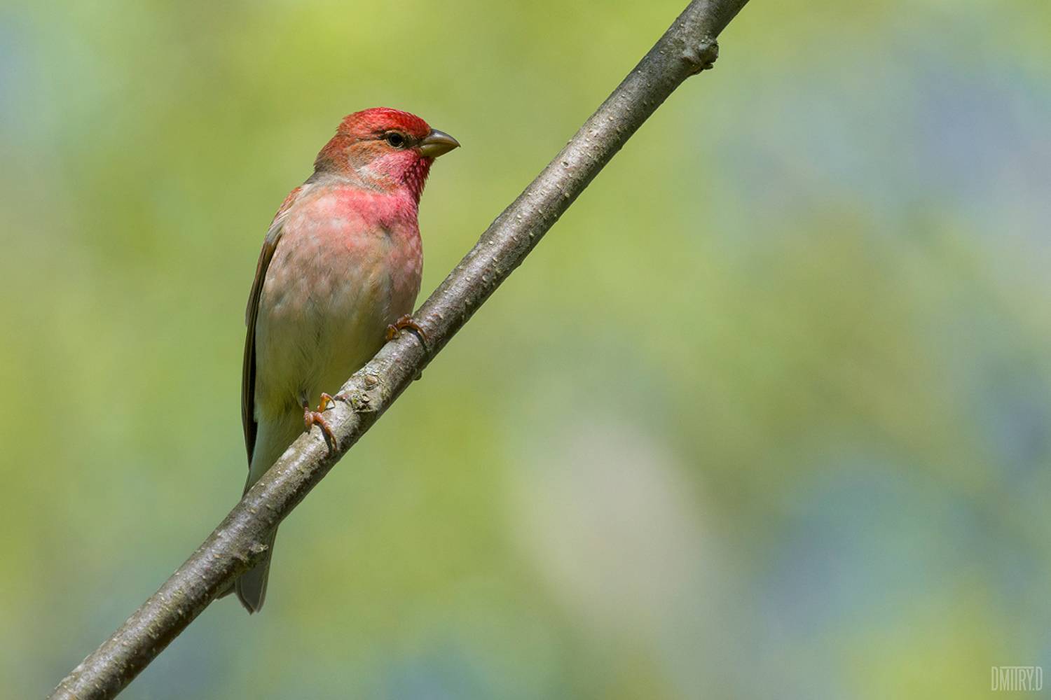 , Дмитрий Доронин