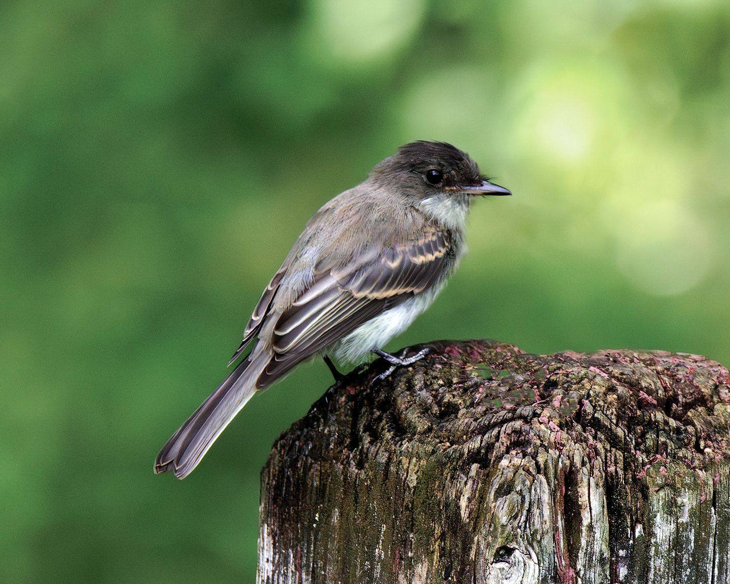 , Леонид Дьяченко