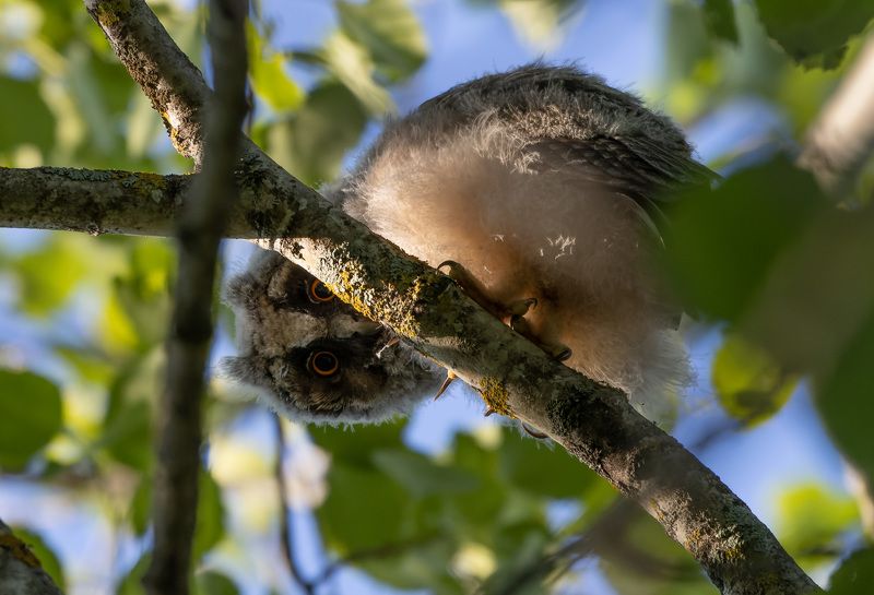 ушастая сова, птенец, слёток, птица Ты хто?????? фото превью