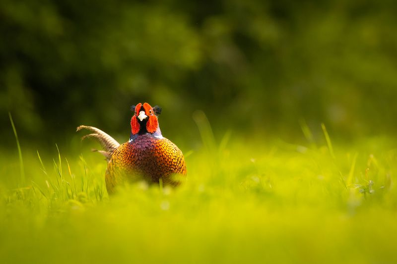 Pheasant фото превью