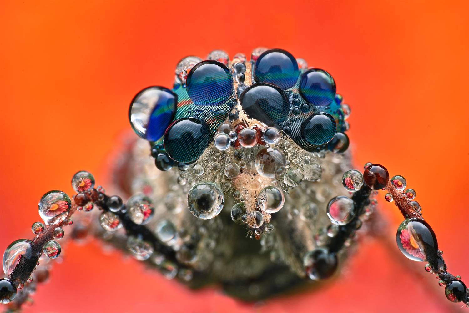 ceclii, macro, Ganev Tsvetan