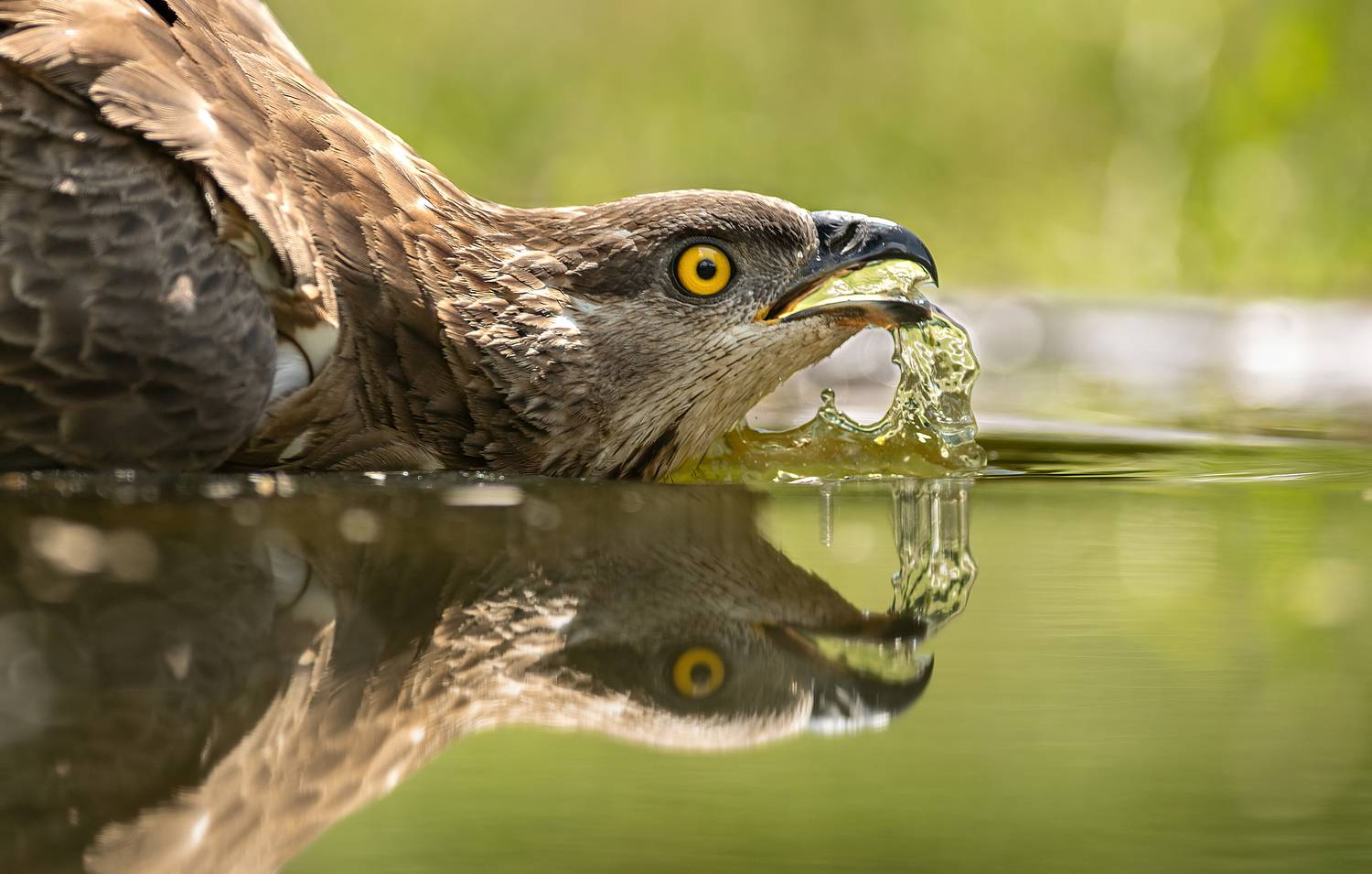 , Мартин Попов