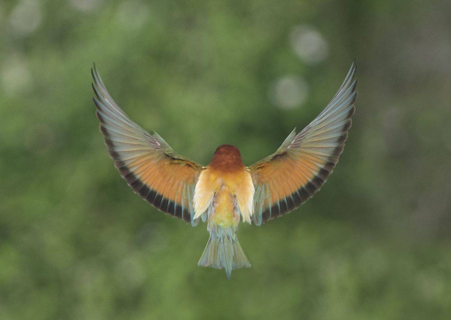 , Евгени Стефанов