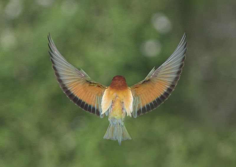 Щурка фото превью