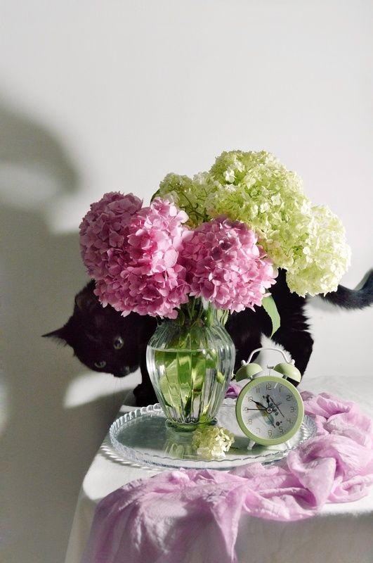 Гортензия фото превью