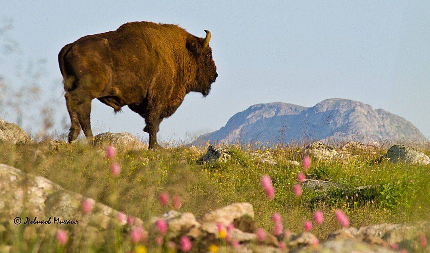 , Ловиков Михаил