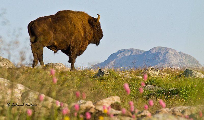 кавказский зубр фото превью