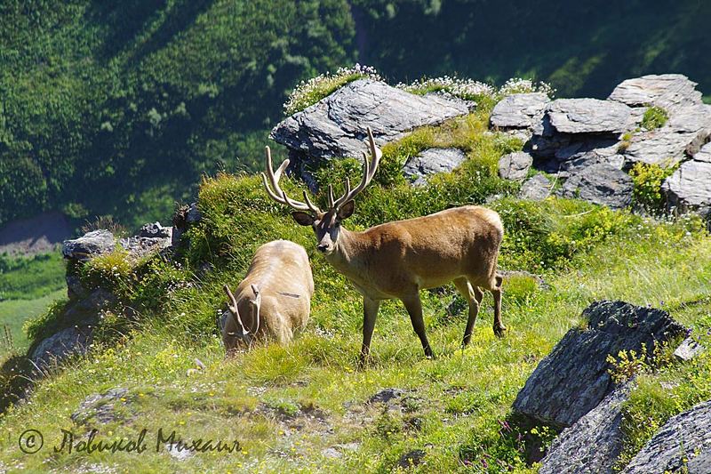 олень однорогий и олень двурогий фото превью