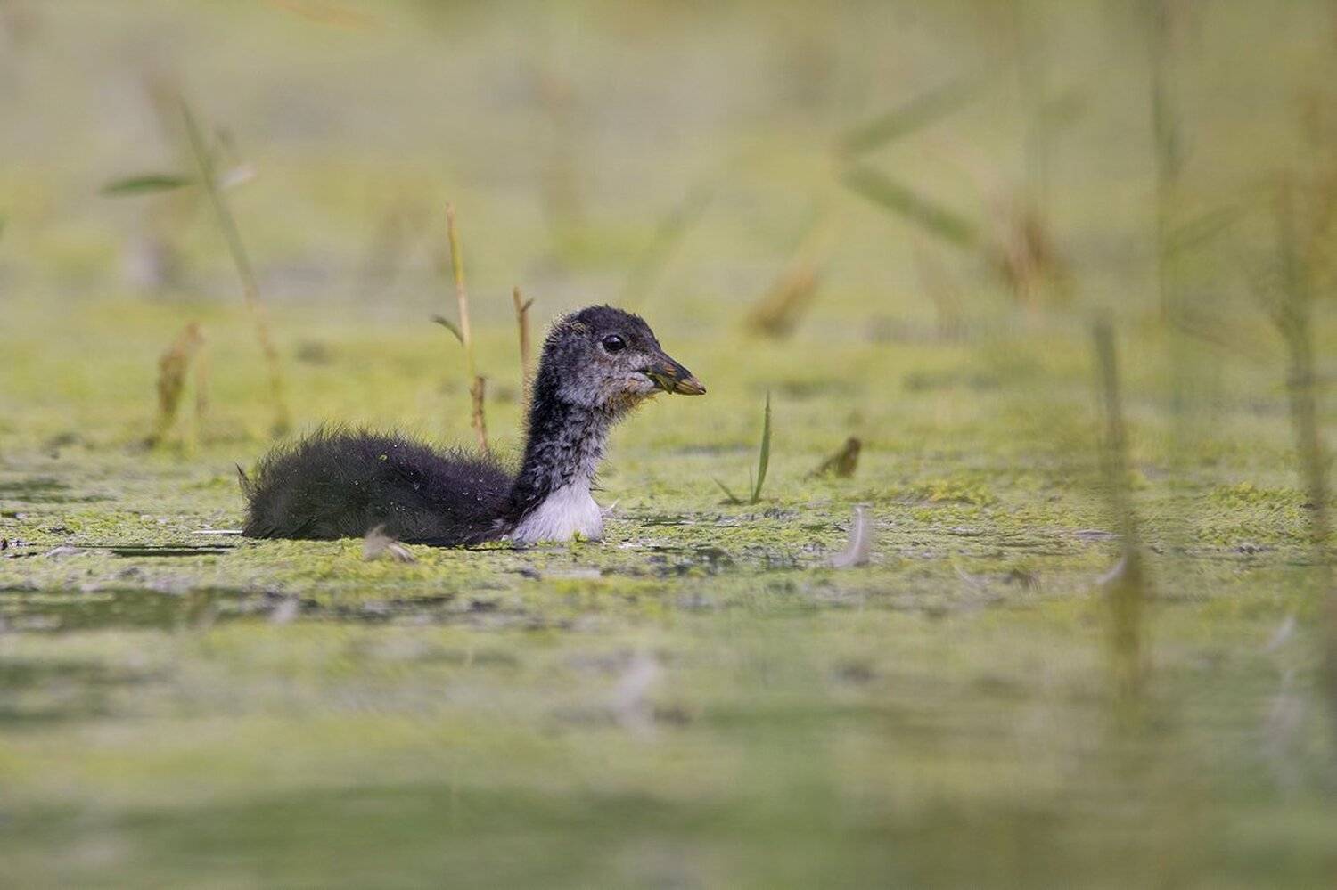 , Евгени Стефанов