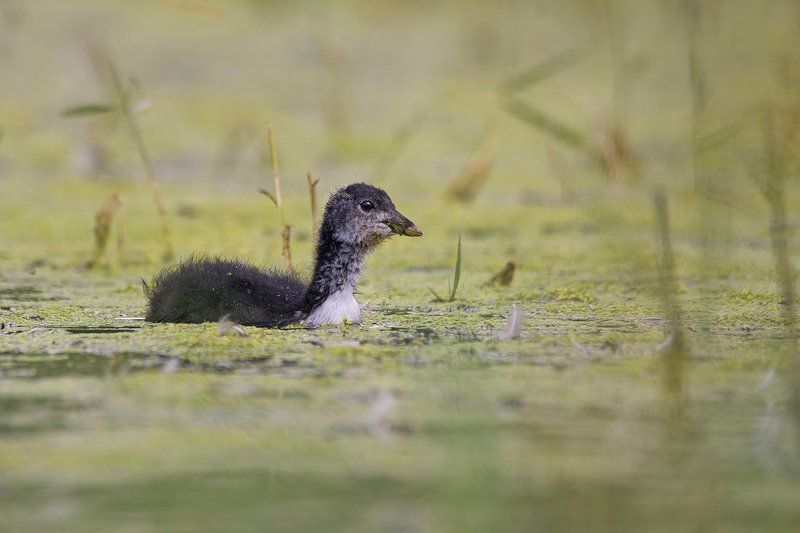 Юный друг фото превью