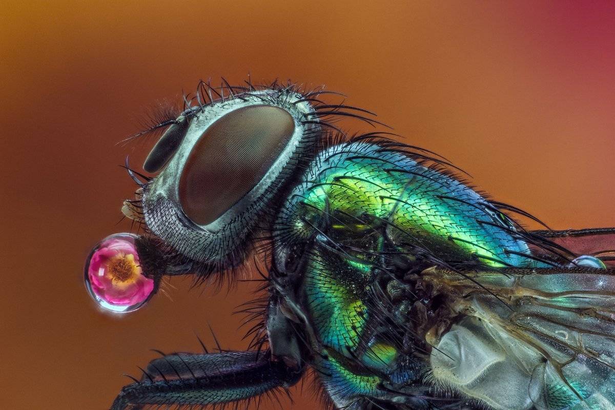 Вода, Капля, Макро, Муха, Профиль, Цветок, Цветокроза, Сергей Жуковский