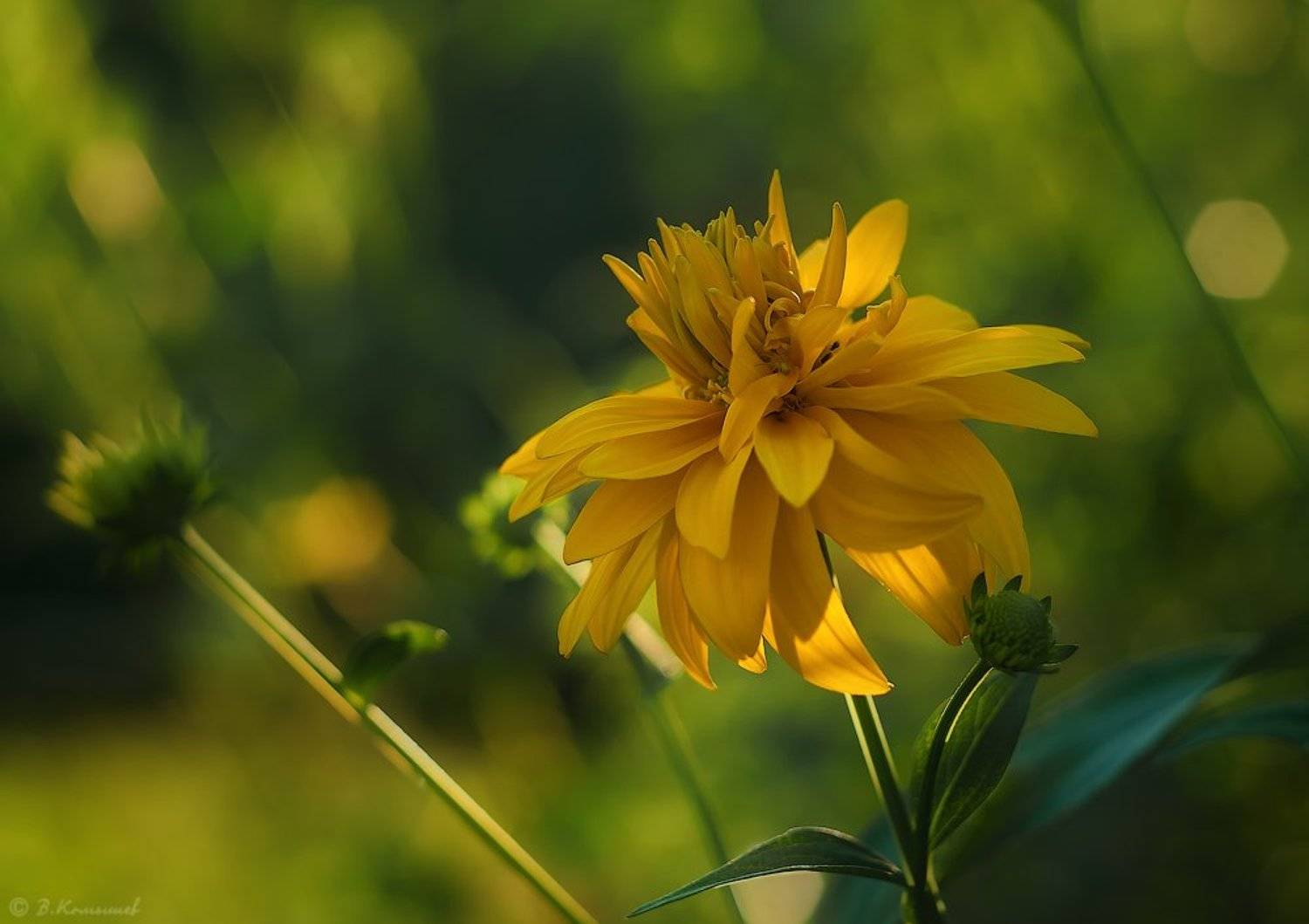 Вечер, Лето, Природа, Свет, Цветы, Владимир Комышев