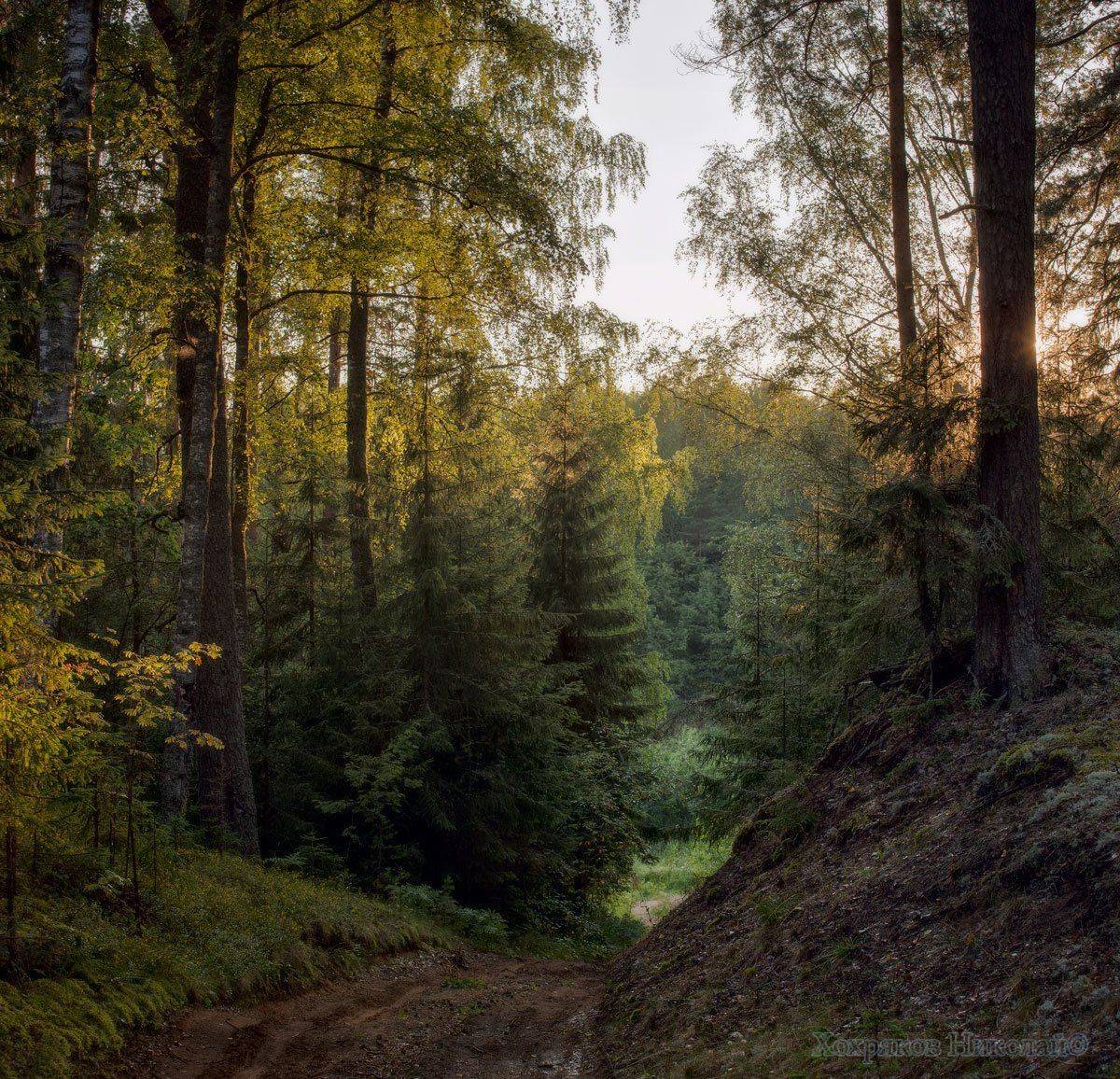 , Хохряков Николай