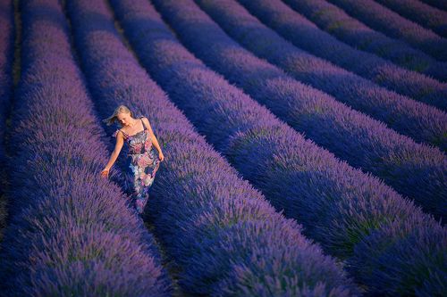 Лавандовые мечты