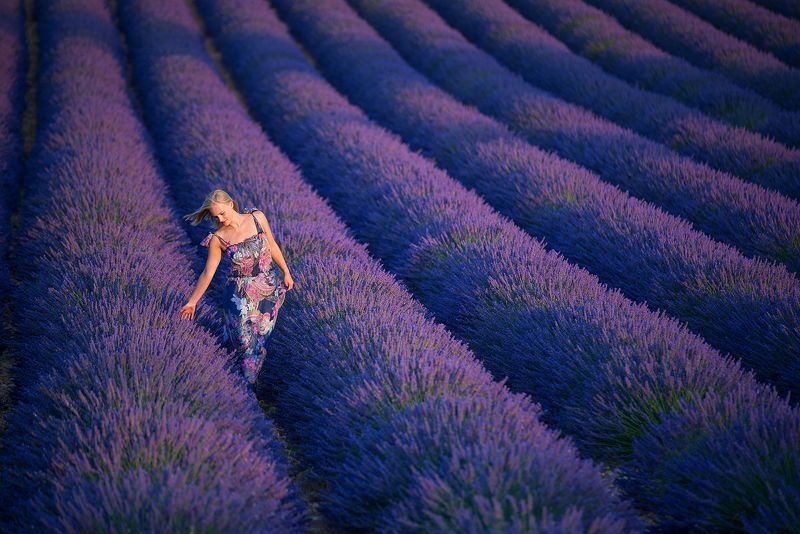 лаванда Лавандовые мечты фото превью