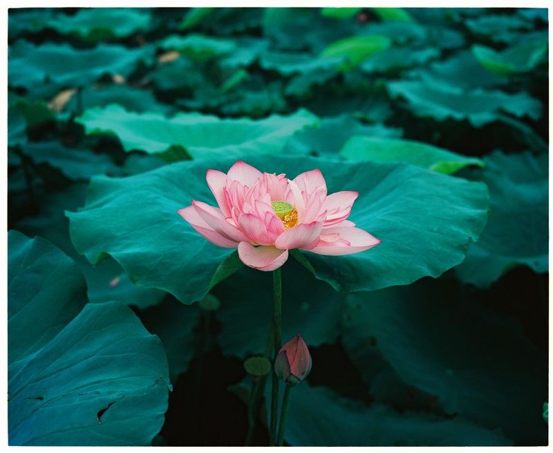 Lotus фото превью