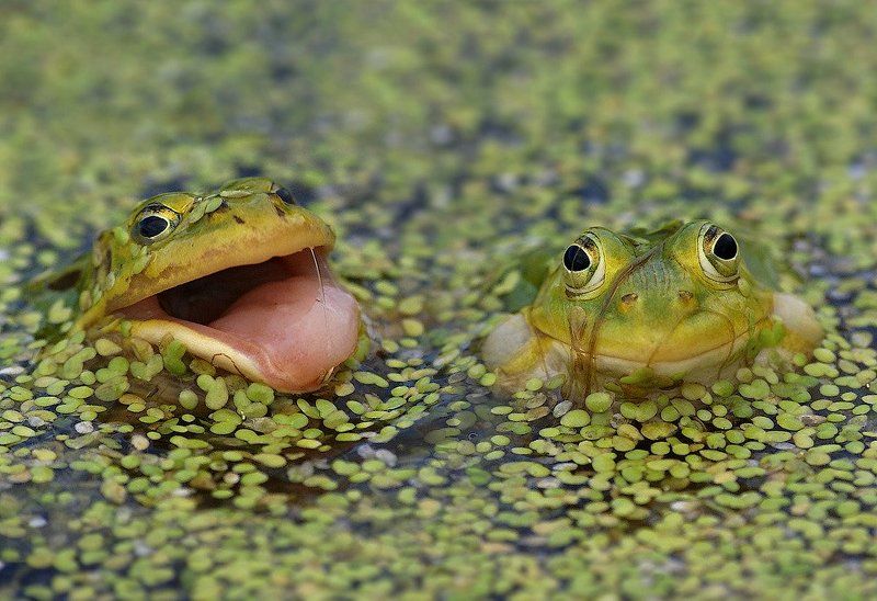 - Пойдёшь за меня?... - Фиг тебе!... фото превью