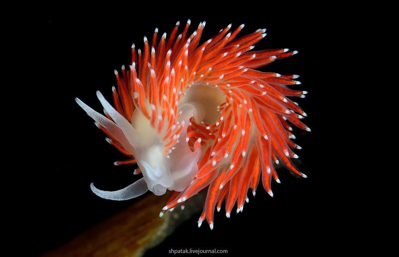 Japan sea. Rudnaya bay. Flabellina nobilis. фото превью